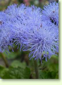 Ageratum houstonianum