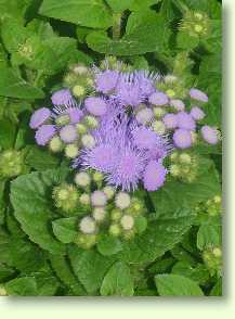 Ageratum houstonianum