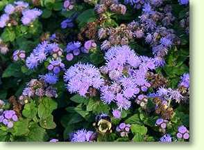 Ageratum houstonianum