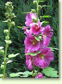 Alcea rosea