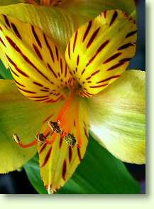 Alstroemeria Sarah bagham