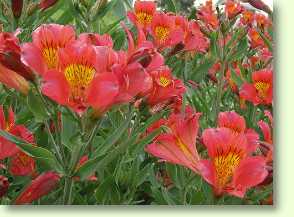 Alstroemeria