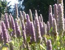 Stauden  / Agastache