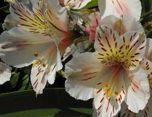 Alstroemeria