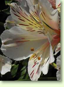 Alstroemeria