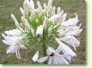 Agapanthus africanus / Schmucklilie