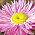 Sonnenflügel / Helipterum