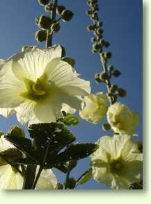 Alcea rosea