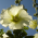 Stauden / Chinesische Stockrose