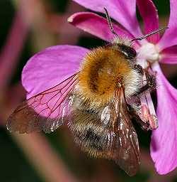 Ackerhummel Bombus agrorum