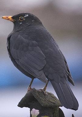 Amsel, Turdus merula