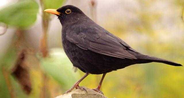 Amsel