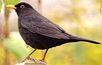 Amsel Stimme / Ruf / Gesang