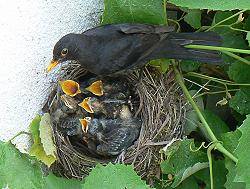Amsel beim Füttern - Zum vergrößern klicken Amselnest