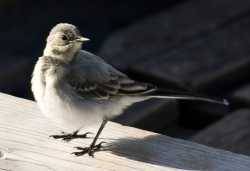 Bachstelze Jungvogel