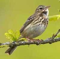 Baumpieper Stimme / Ruf / Gesang