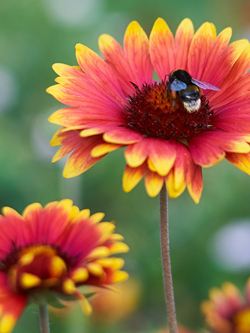 Biene auf einer Blüte