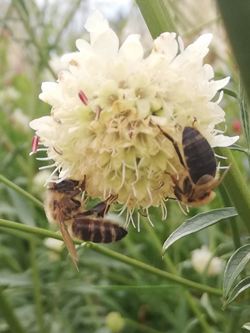 Westliche Honigbienen (Apis mellifera)