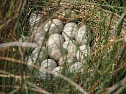 Nest der Blässhühner