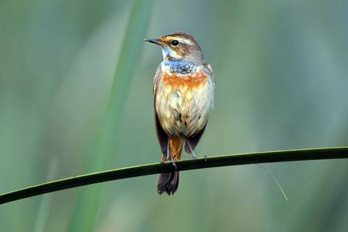 Blaukehlchen