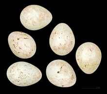 Eier des Bergfinks (Fringilla montifringilla)