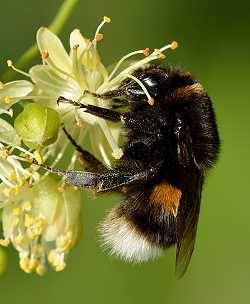 Erdhummel Bombus terrestris