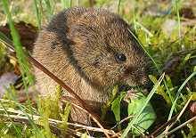 Feldmaus (Microtus arvalis)