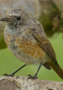 Gartenrotschwanz, Phoenicurus phoenicurus, Jungvogel