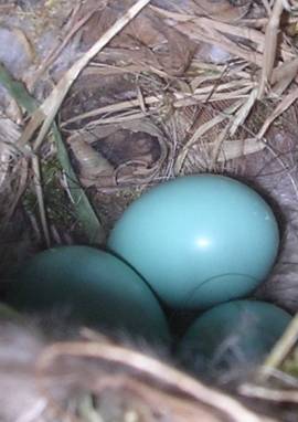 Nest des Gartenrotschwanzes, Phoenicurus phoenicurus