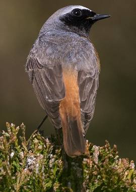 Gartenrotschwanz, Phoenicurus phoenicurus