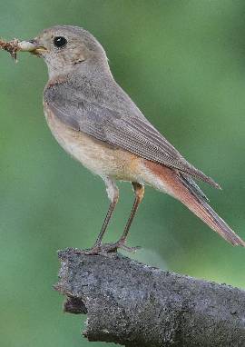 Weibchen des Gartenrotschwanzes, Phoenicurus phoenicurus