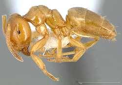 Gelbe Wiesenameise (Lasius flavus)