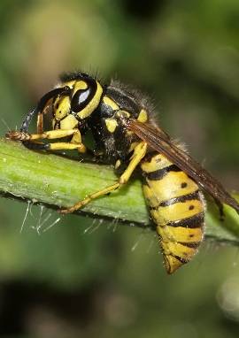 Gemeine Wespe (Vespula vulgaris)