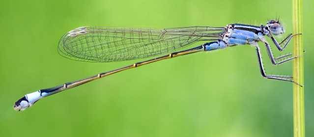 Große Pechlibelle (Ischnura elegans)