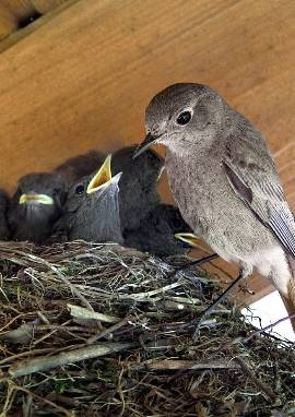 Nest mit Jungvögeln und Weibchen