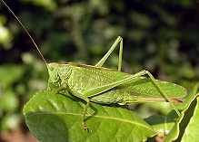 Heupferd, Tettigonia viridissima