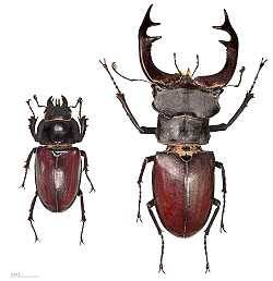 Hirschkäfer (Lucanus cervus) Männchen und Weibchen