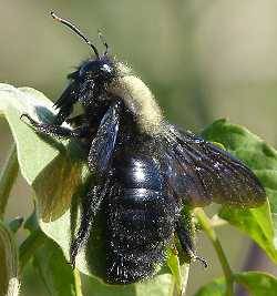 Holzbiene Xylocopa violacea