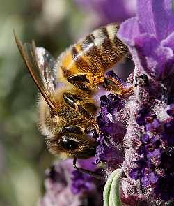 Honigbiene Apis mellifica