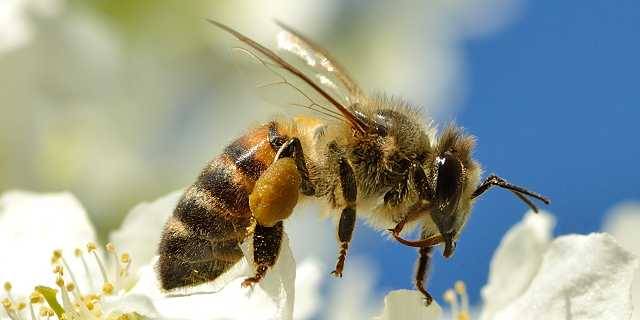 Honigbiene (Apis mellifera) 