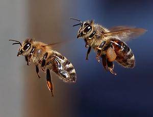 Westliche Honigbienen (Apis mellifera)