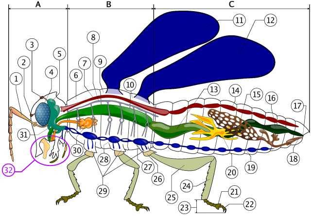  Anatomie der Insekten