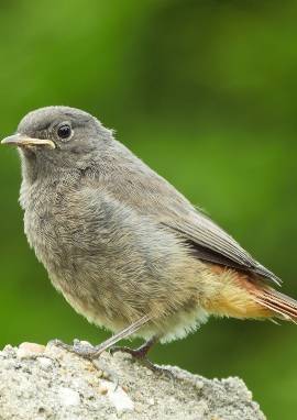 Hausrotschwänzchen, Jungvogel