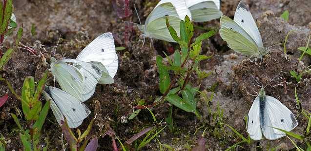 Kohlweißling (Pieris rapae)