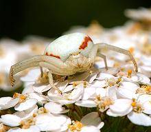 Veränderliche Krabbenspinne (Misumena vatia)