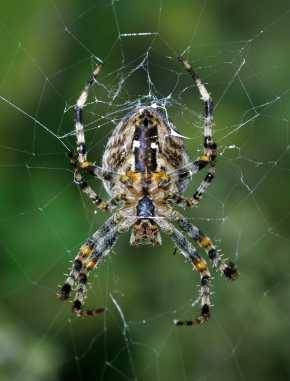 Gartenkreuzspinne (Araneus diadematus) in ihrem Netz