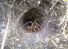  Labyrinth-Spinne (Agelena labyrinthical)