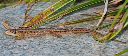 Zauneidechse im Garten