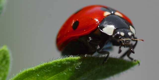 Marienkäfer Coccinella septempunctata