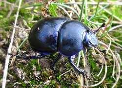 Frühlings-Mistkäfer (Geotrupes vernalis)